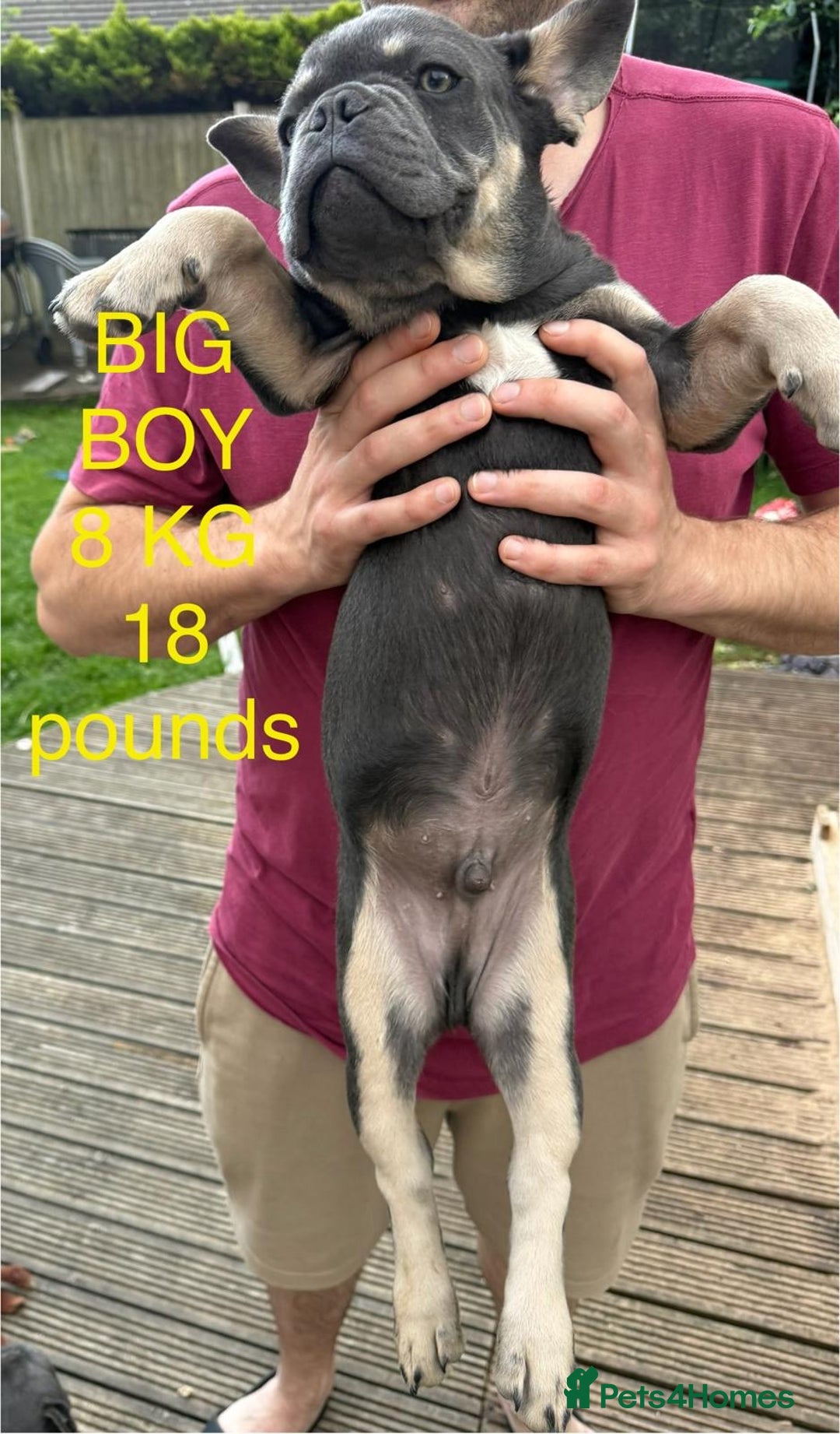 French Bulldog dogs for sale: French puppies new shade fluffy  in Warrington - Image 3