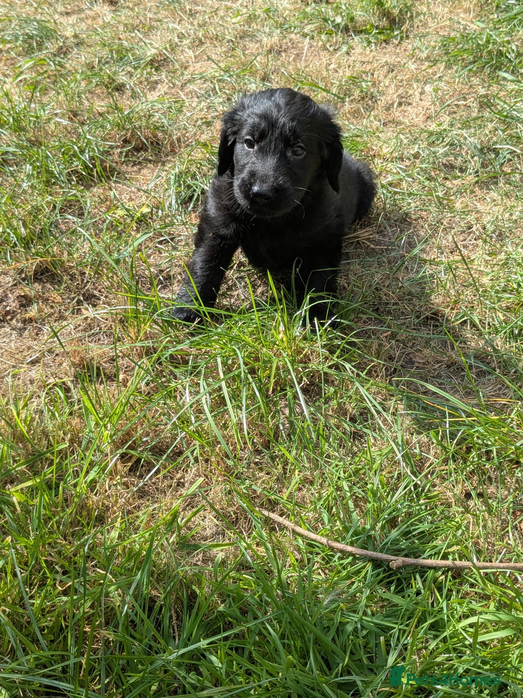 Flat coated Retriever dogs for sale: Flatcoated Retriever puppies  - Image 2