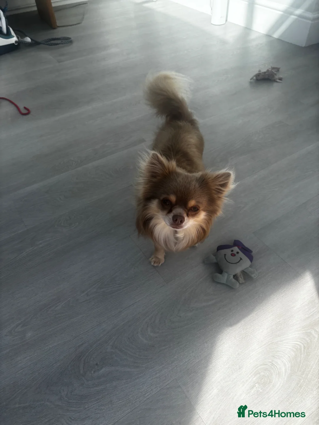 Chihuahua dogs for stud: Beautiful long haired lilac stud Alfie in Hayling Island - Advert 2