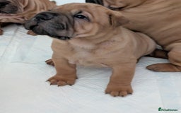 Shar Pei dogs for sale: Shar pei puppies  - Image 7