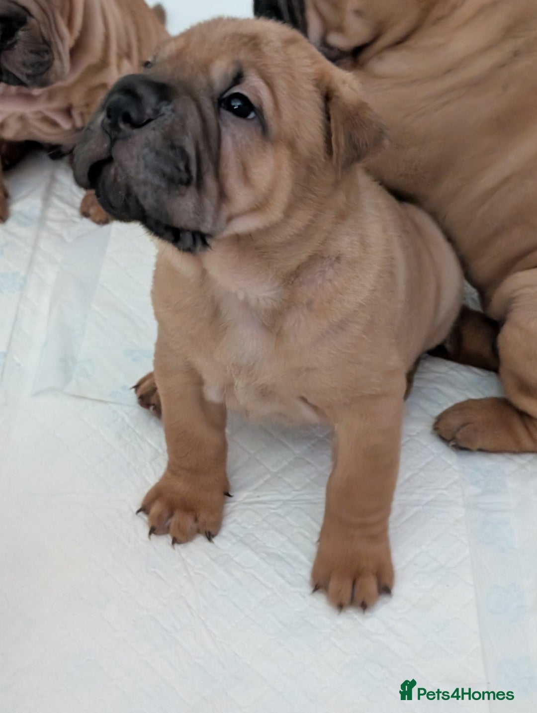Shar Pei dogs for sale: Shar pei puppies  - Image 7