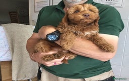 Labradoodle dogs for sale: 5* F1B Mini Labradoodles - health tested  - Image 34