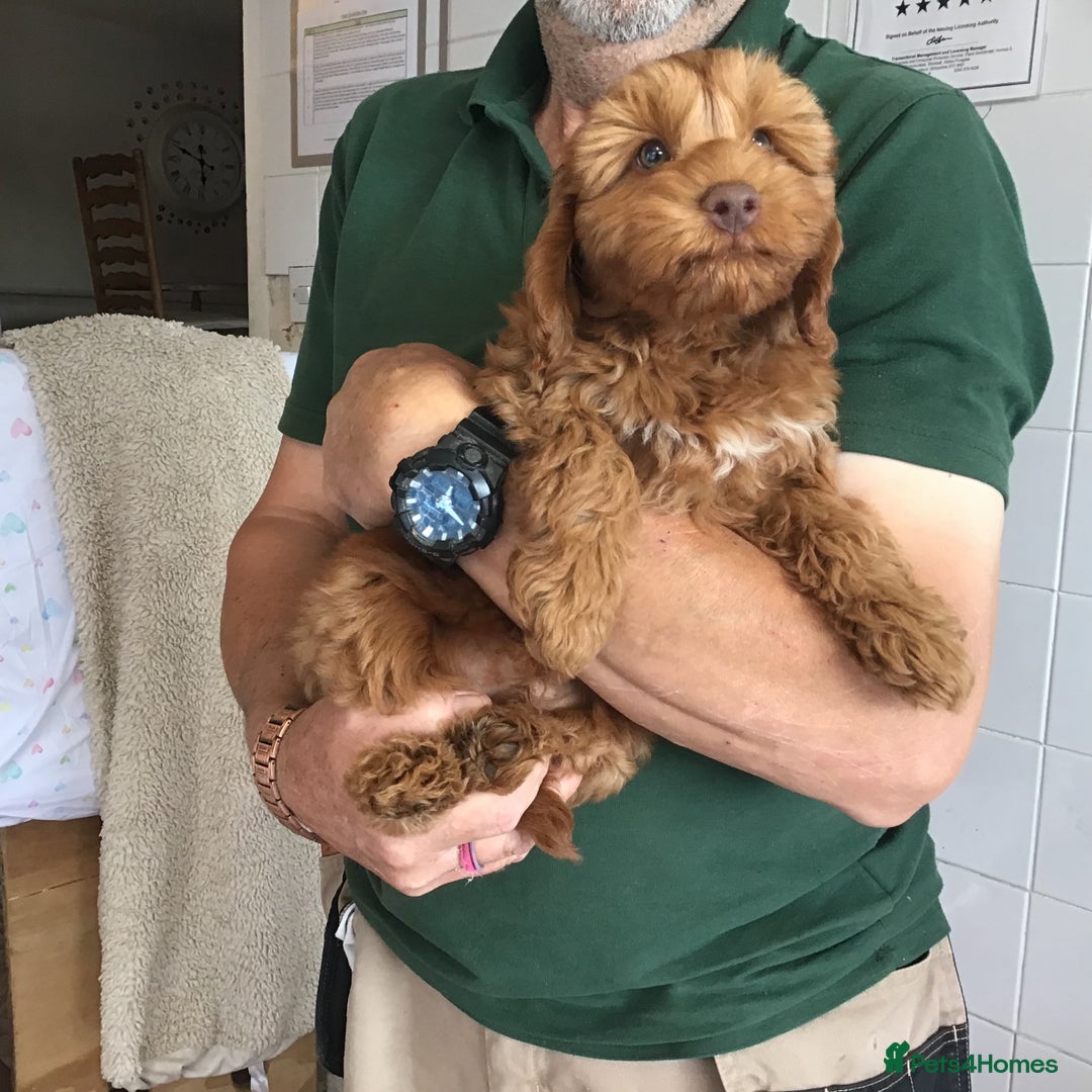 Labradoodle dogs for sale: 5* F1B Mini Labradoodles - health tested  - Image 34