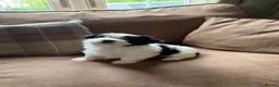 Havanese dogs for sale: GORGEOUS FULL PEDIGREE HAVANESE PUPPIES - Advert 15