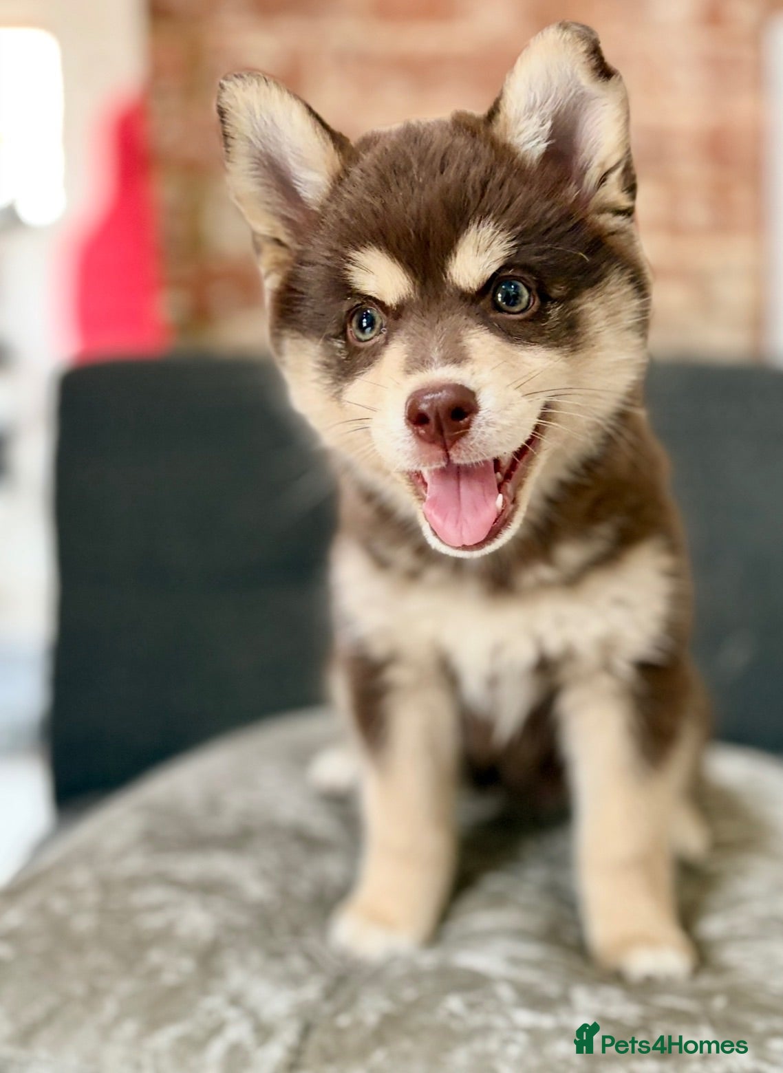 Pomsky dogs Ready to leave  - Advert 1