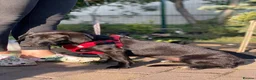 Mixed Breed dogs for adoption: ❤️🐶 BLACKY –DACHSHUND PEOPLE KNOW THE MAGIC...❤️ in Coventry - Advert 6