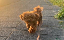 Miniature Poodle dogs for sale: Beautiful Fox Red Toy Poodle Puppy - Image 4