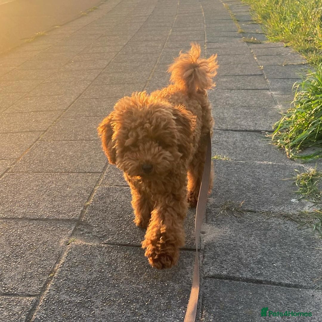 Miniature Poodle dogs for sale: Beautiful Fox Red Toy Poodle Puppy - Image 4