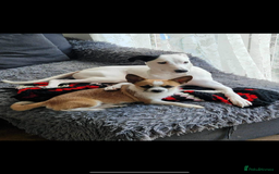 Mixed Breed dogs for sale: Male Chihuahua mix breed  - Image 1