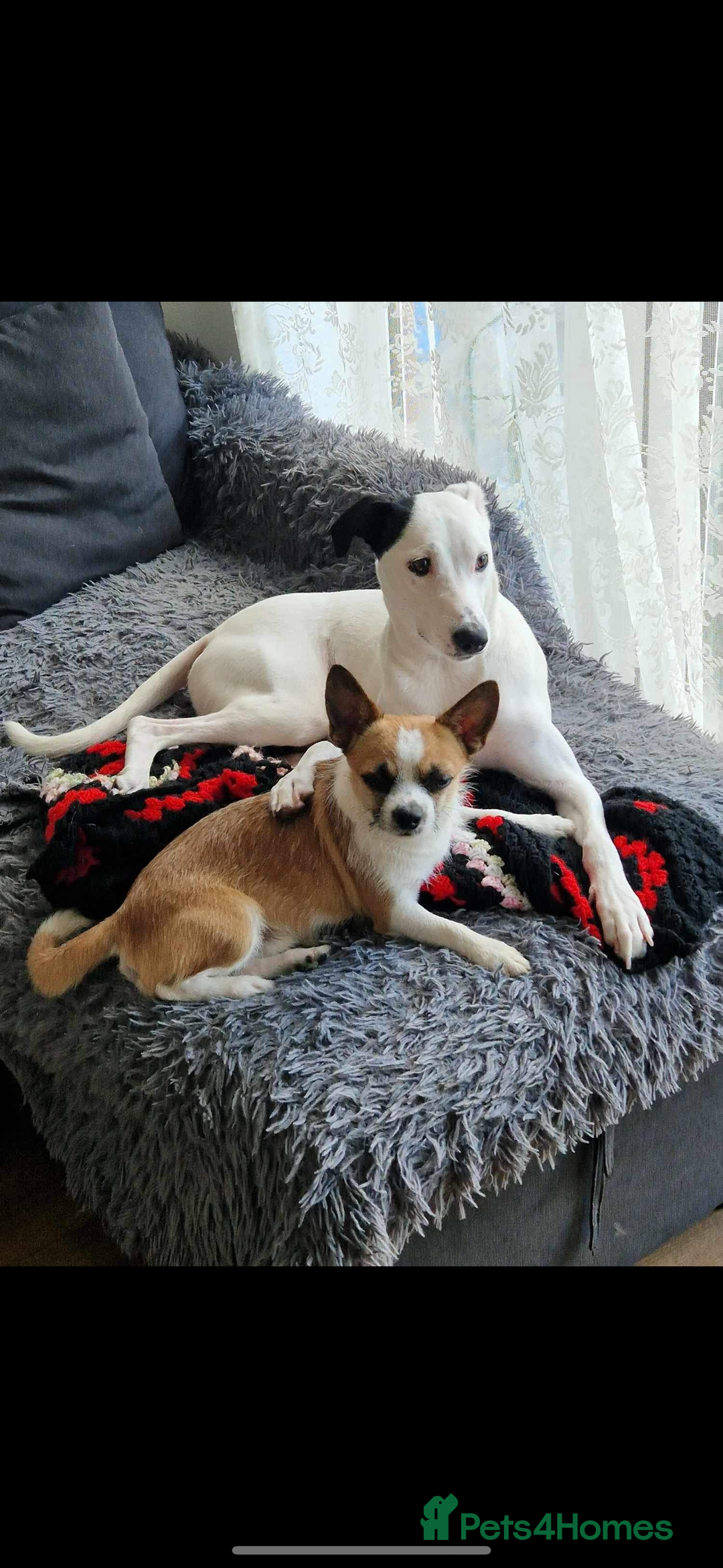 Mixed Breed dogs for sale: Male Chihuahua mix breed  - Image 1