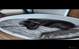 Mixed Breed dogs for sale: 14 week German shepard x rottweiler  - Image 4