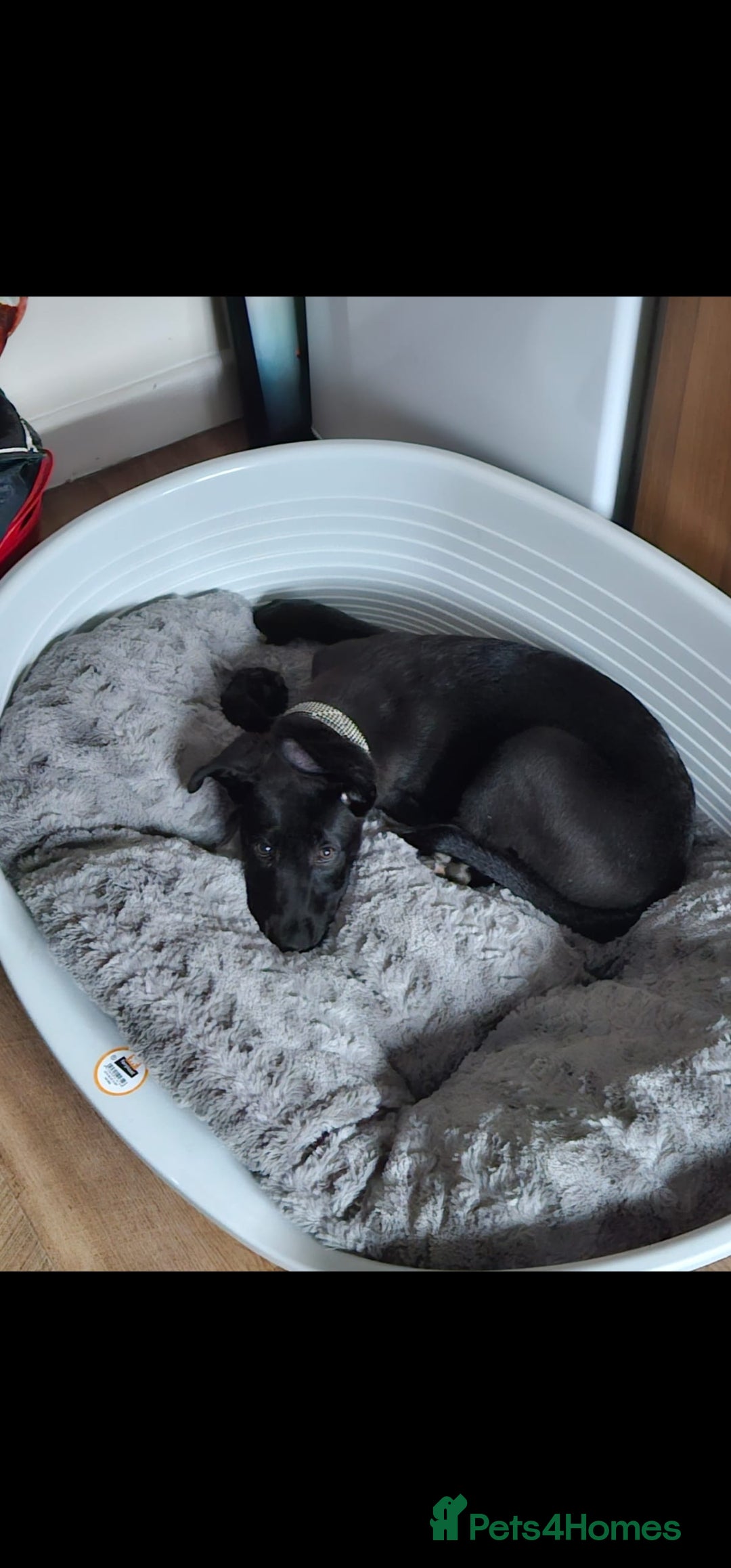 Mixed Breed dogs for sale: 14 week German shepard x rottweiler  - Image 4
