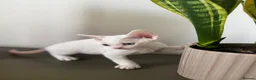 Devon Rex cats for sale: Exceptional FIFe Devon Rex Kittens 2 left only  - Advert 13
