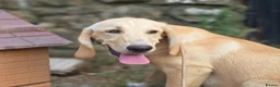 Mixed Breed dogs for adoption: Cantania in Norwich - Advert 7