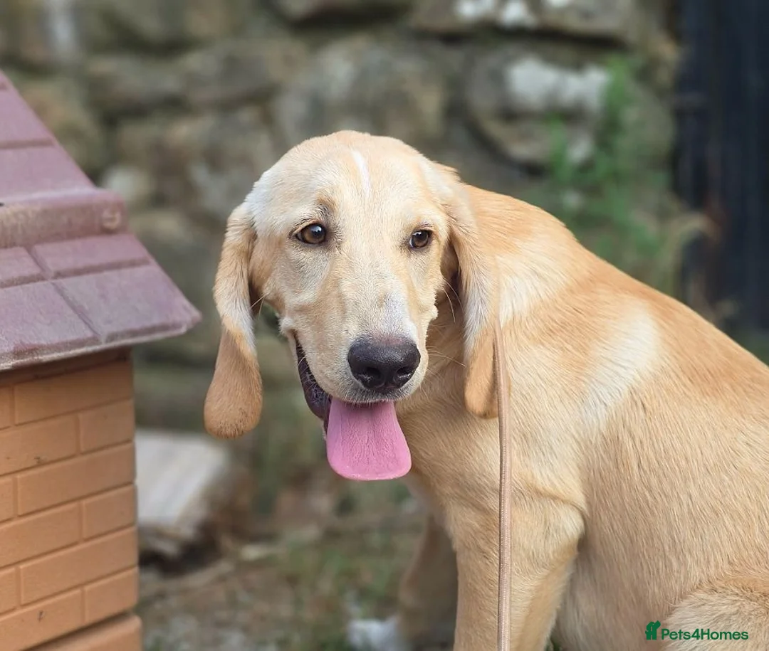 Mixed Breed dogs for adoption: Cantania in Norwich - Advert 7