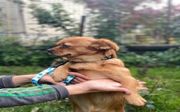 Mixed Breed dogs for adoption: 🐶💖 LIYA 💖🐶 - Image 8