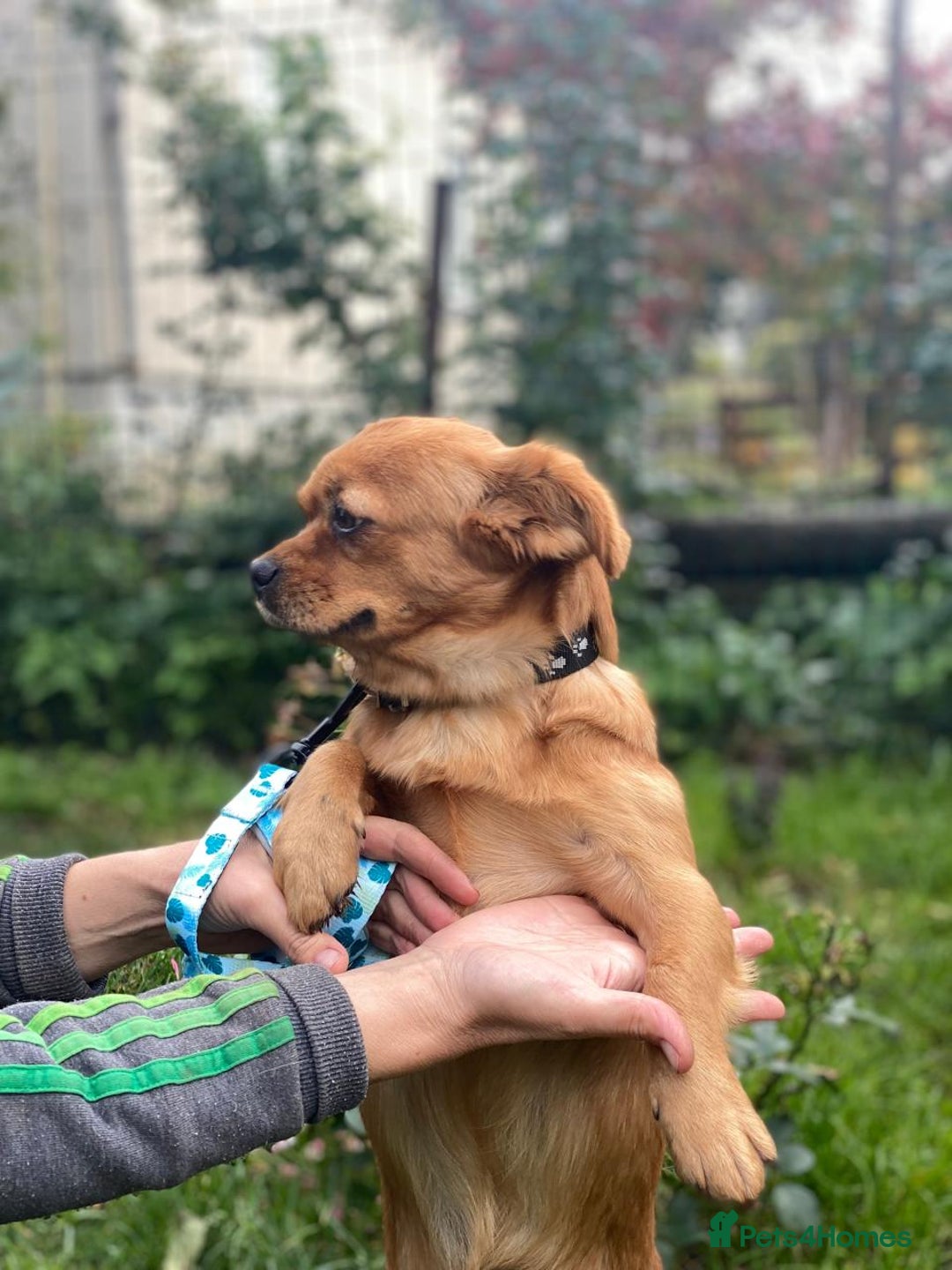 Mixed Breed dogs for adoption: 🐶💖 LIYA 💖🐶 - Image 8