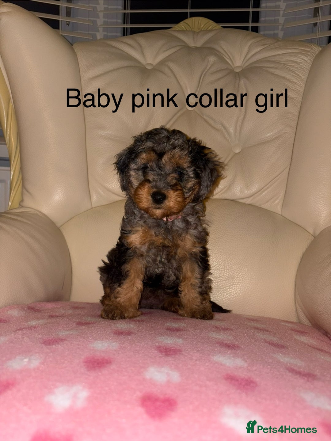 Cavapoo dogs for sale: Beautiful Cavapoo F1BB Puppies - Image 10