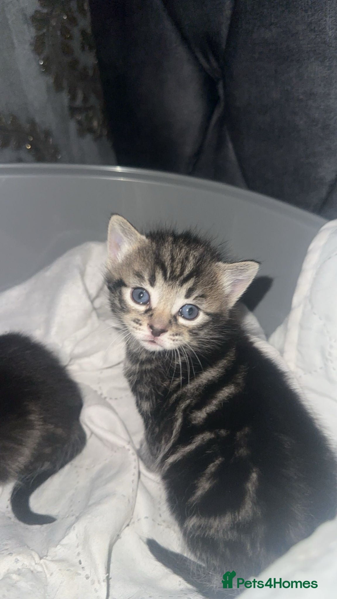 Mixed Breed cats Two pretty twins - Advert 2