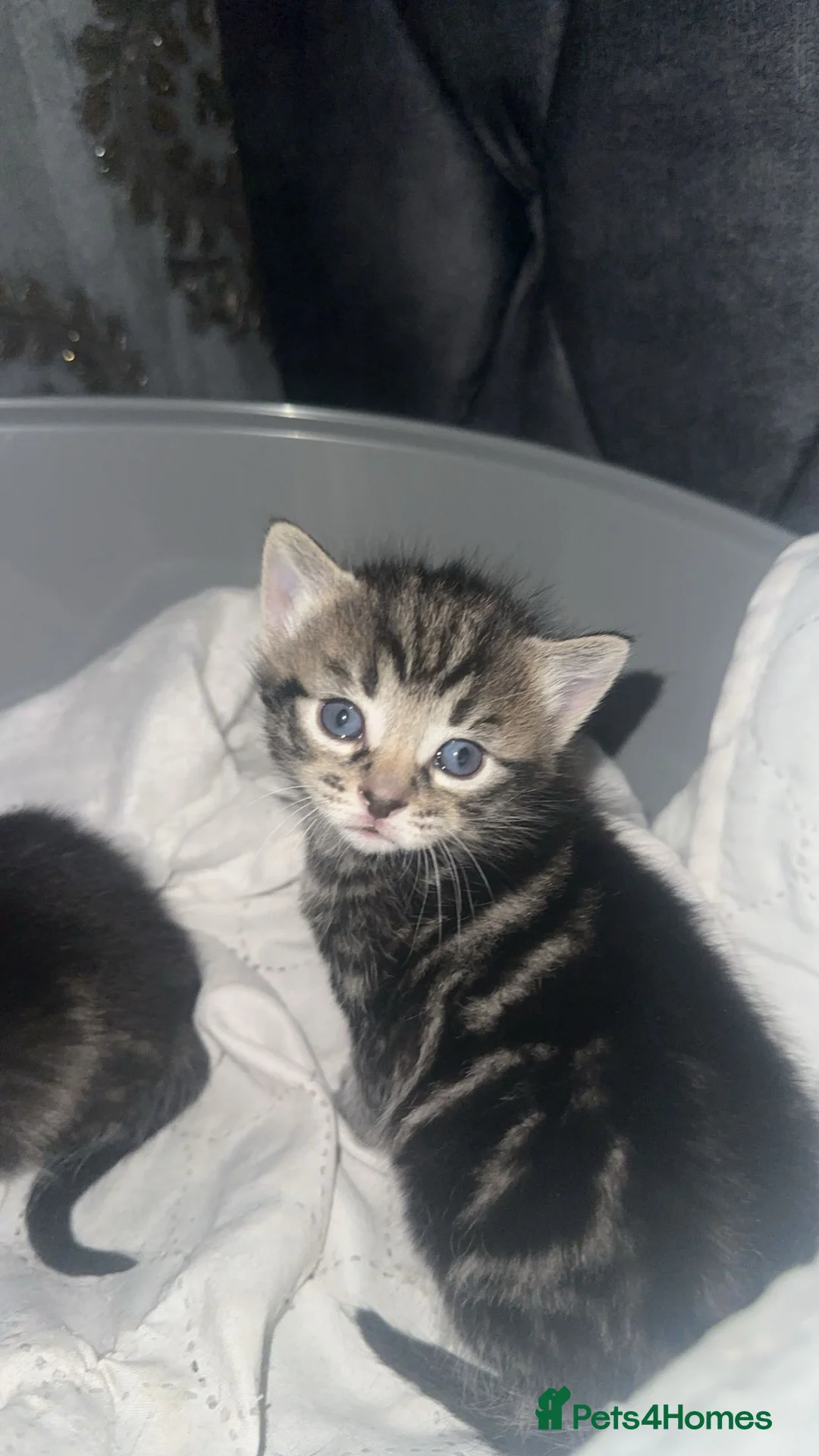 Mixed Breed cats for sale: Two pretty twins - Advert 1