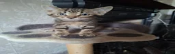 Mixed Breed cats for sale: Bautifull boy   kittens  - Advert 8