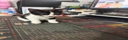 Mixed Breed cats for sale: Three beautiful kittens for sale.  - Advert 8