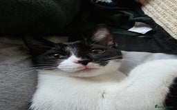 Domestic Shorthair cats for adoption: Adorable Kittens -Adopt from CatsInCrisis East Ldn - Advert 3