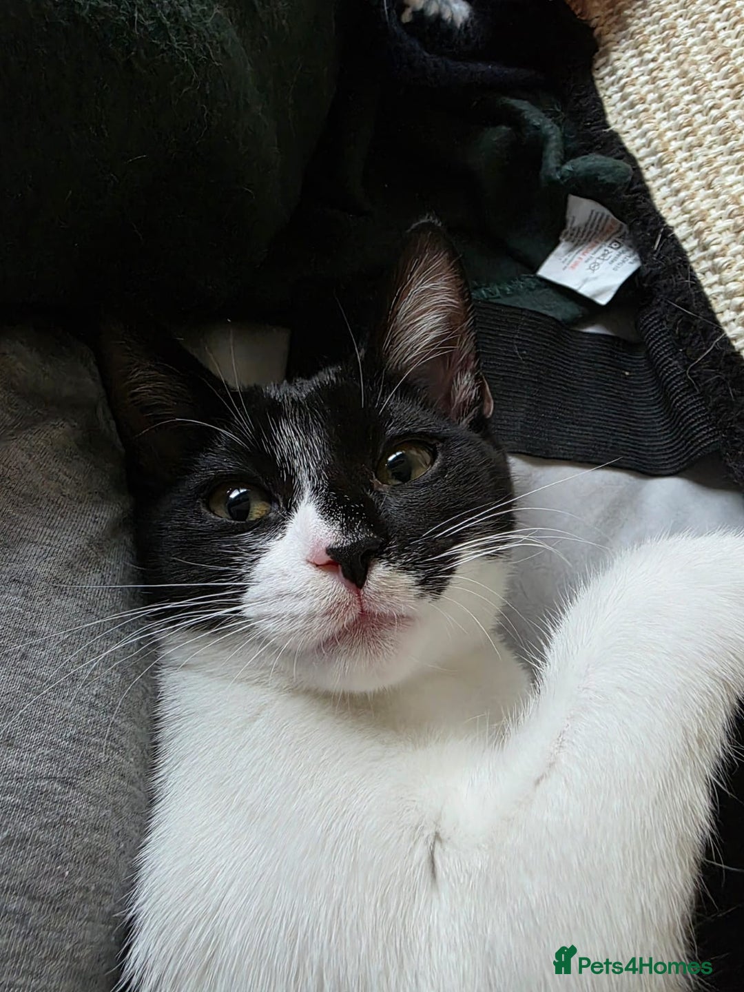 Domestic Shorthair cats for adoption: Adorable Kittens -Adopt from CatsInCrisis East Ldn - Advert 3