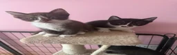 Mixed Breed cats for sale: Half Devon Rex Kittens - Advert 7