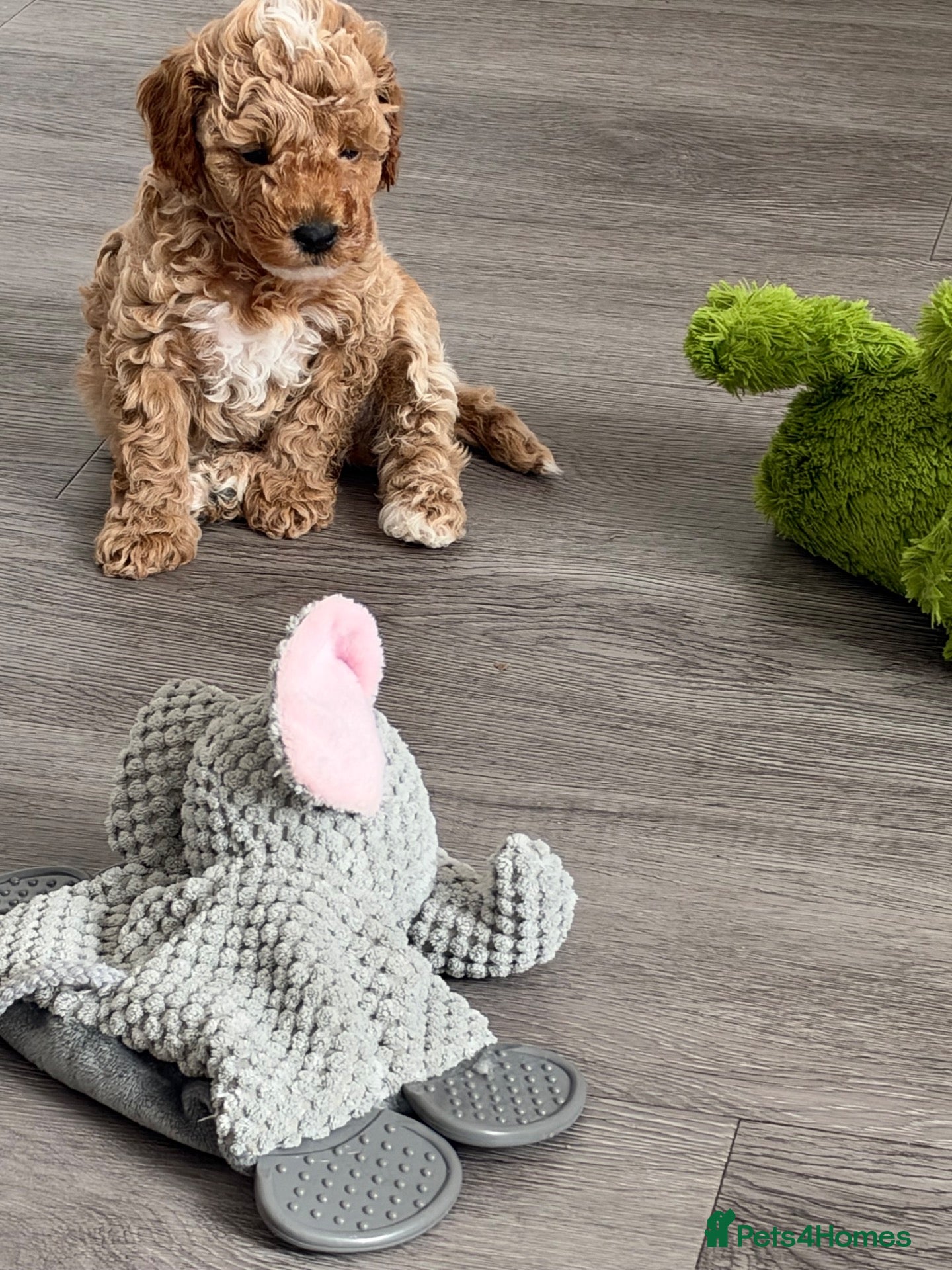 Cavapoo dogs Stunning cavapoo puppies  - Advert 1