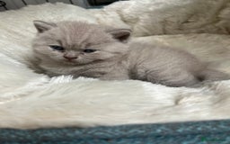 British Shorthair cats for sale: British Short Hair kittens x2 boys left  - Image 6