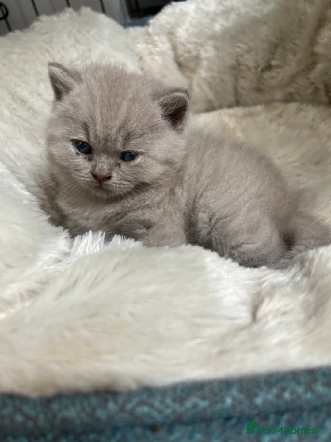 British Shorthair cats for sale: British Short Hair kittens x2 boys left  - Image 6