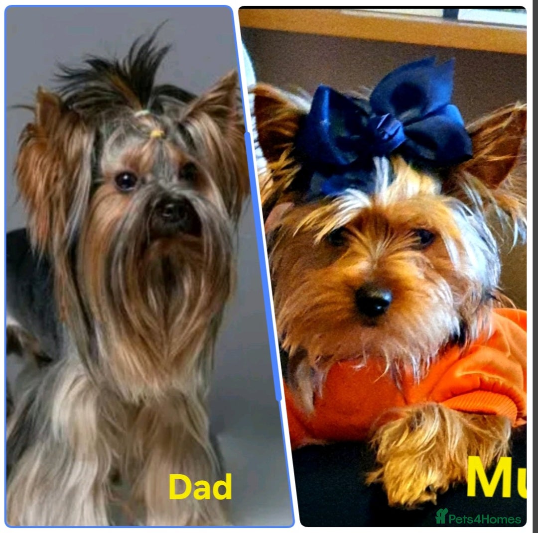 Yorkshire Terrier dogs for sale: Adorable Yorkie Puppies Looking for Loving Home!  - Advert 5