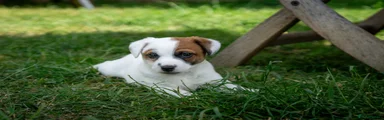 Jack Russell 2