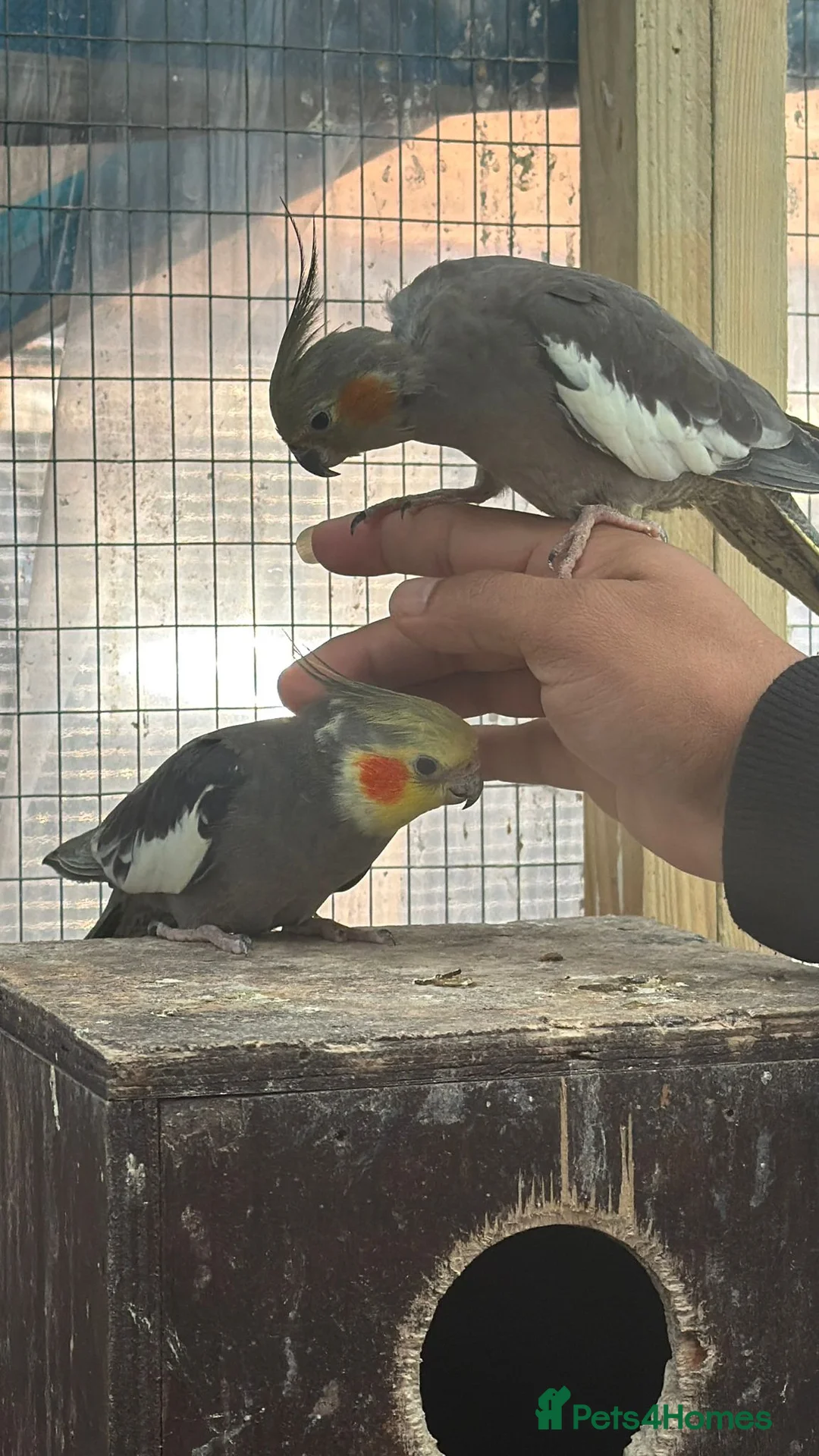 Cockatiels birds for sale: Super silly hand tamed cockatiels for sale  - Advert 1