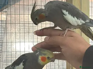 Cockatiels birds Super silly hand tamed cockatiels for sale - Advert 3