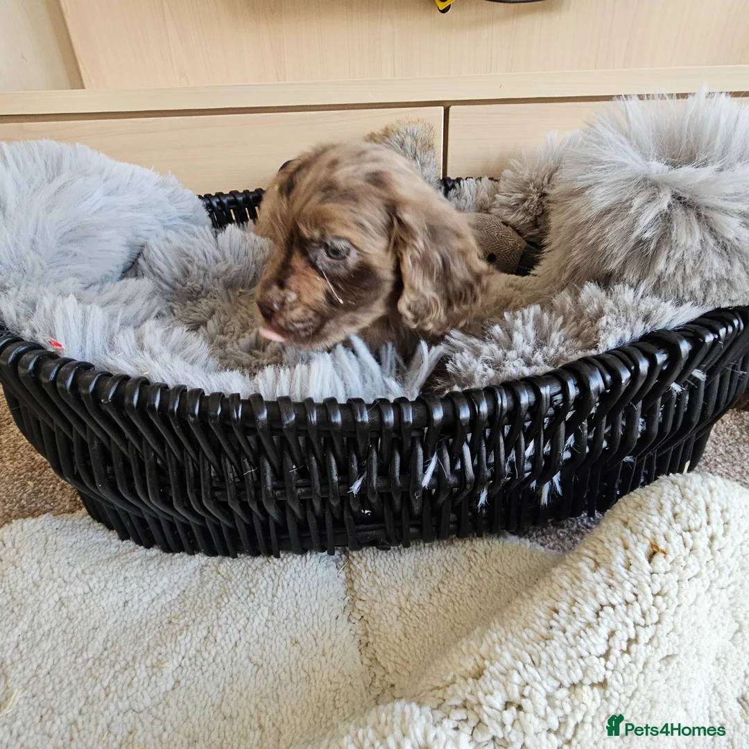 Cocker Spaniel dogs for sale: Working Type Cocker Spaniels - Advert 18