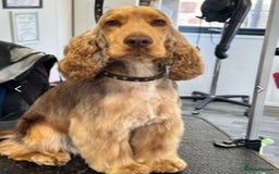 Cocker Spaniel dogs for sale: KC Show Cocker Spaniels fully health tested  - Image 8