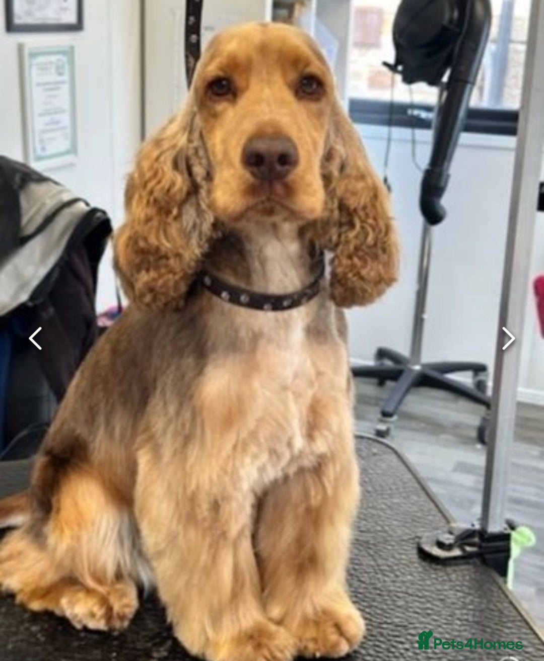 Cocker Spaniel dogs for sale: KC Show Cocker Spaniels fully health tested  - Image 8