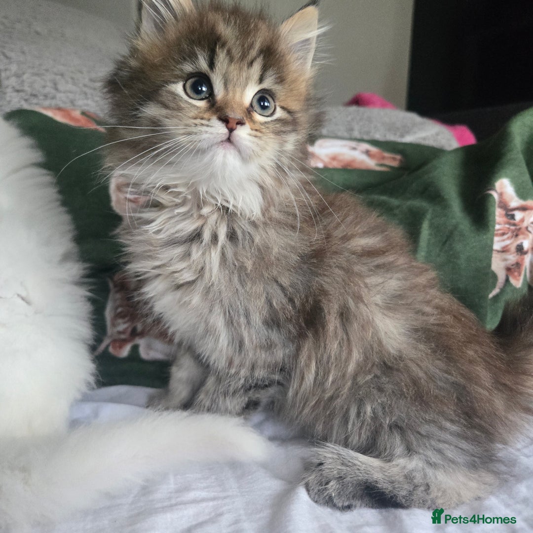 Maine Coon cats for sale: Maine coon Giant russian/European and American - Advert 14