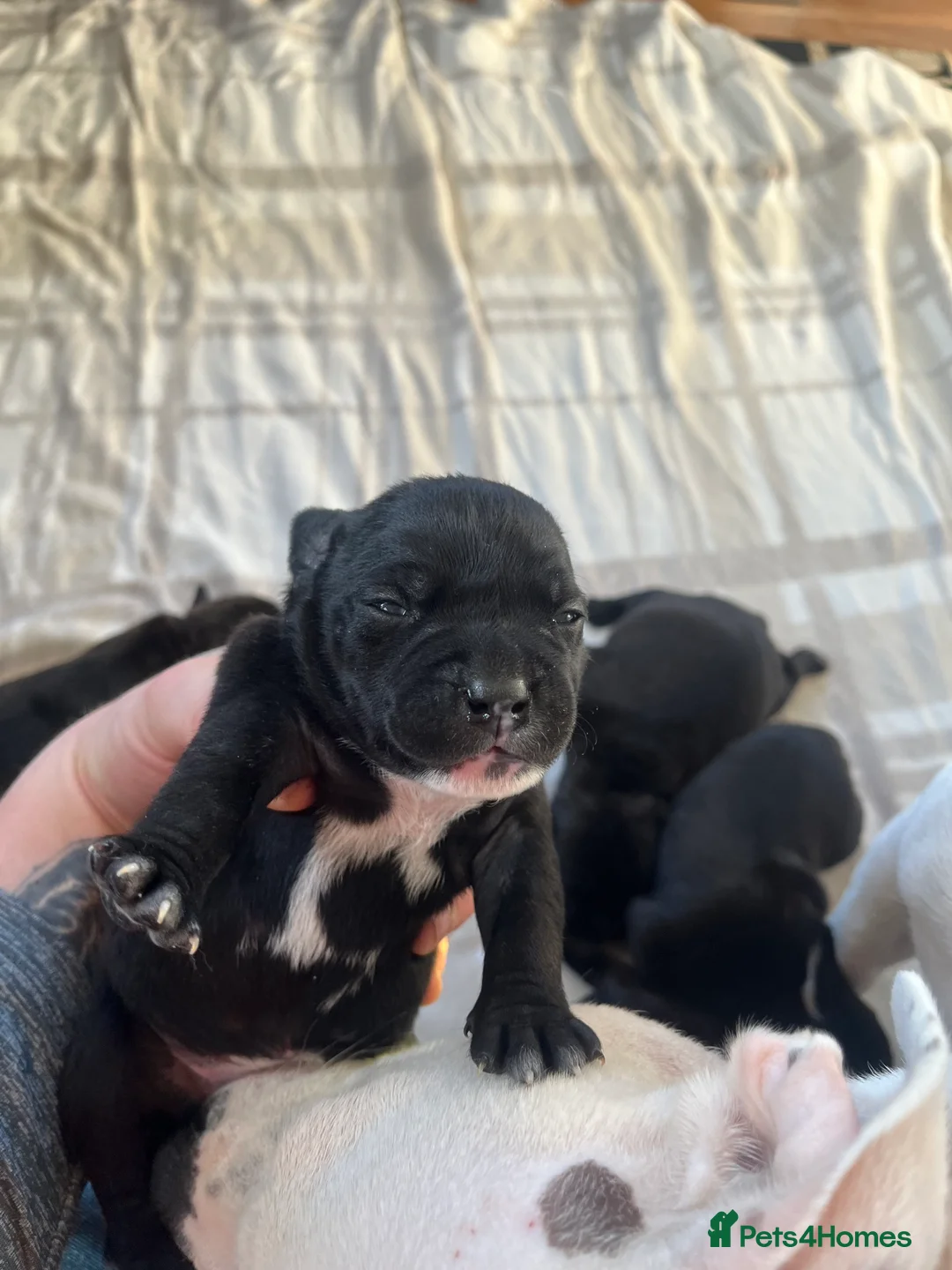 Staffordshire Bull Terrier dogs for sale: Champion bloodline 🏆 kc registered staffy pups  - Advert 6