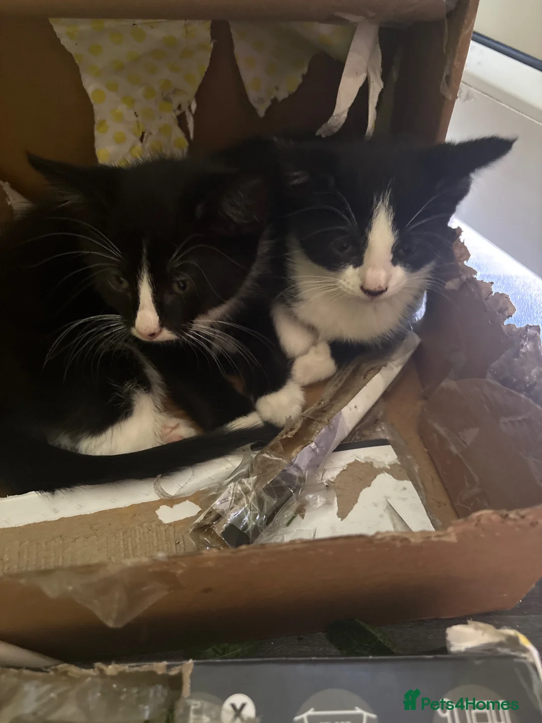 Mixed Breed cats for sale: 10 week old kittens for sale - Advert 2