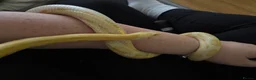 Mixed Breed reptiles for sale: Different reptiles for sale - Advert 17