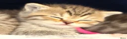 British Shorthair cats for sale: Gorgeous Golden Tabby ✨ British Shorthair Kitten ⭐ - Advert 15