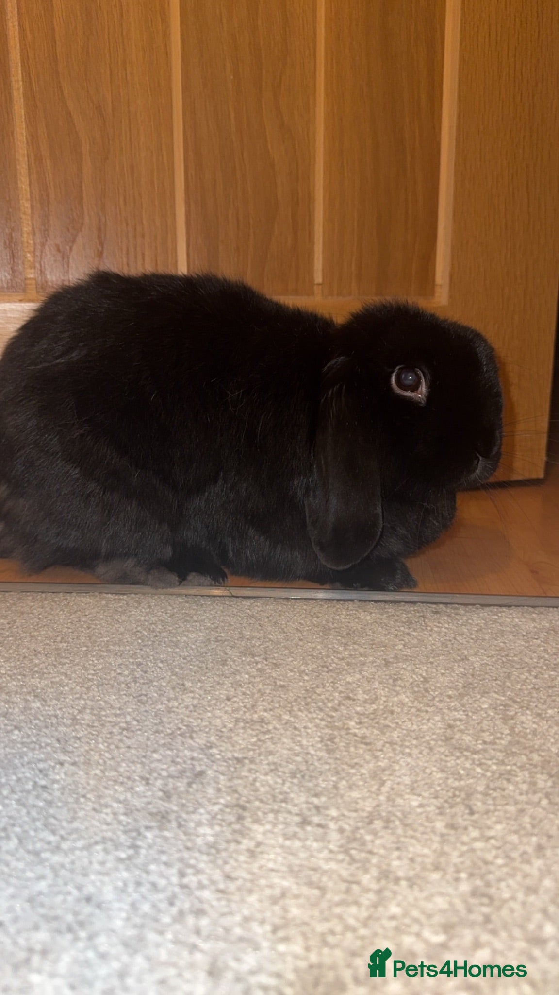 Mini Lop rabbits Beautiful black Mini Lop Bunny 🐰 - Advert 2