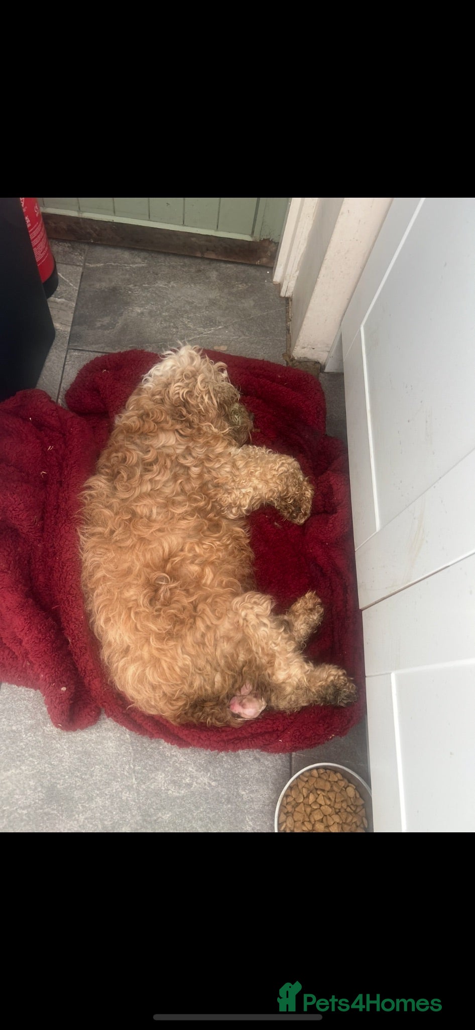 Cavapoo dogs Multigenerational Australian labradoodle cavapoo  - Advert 1