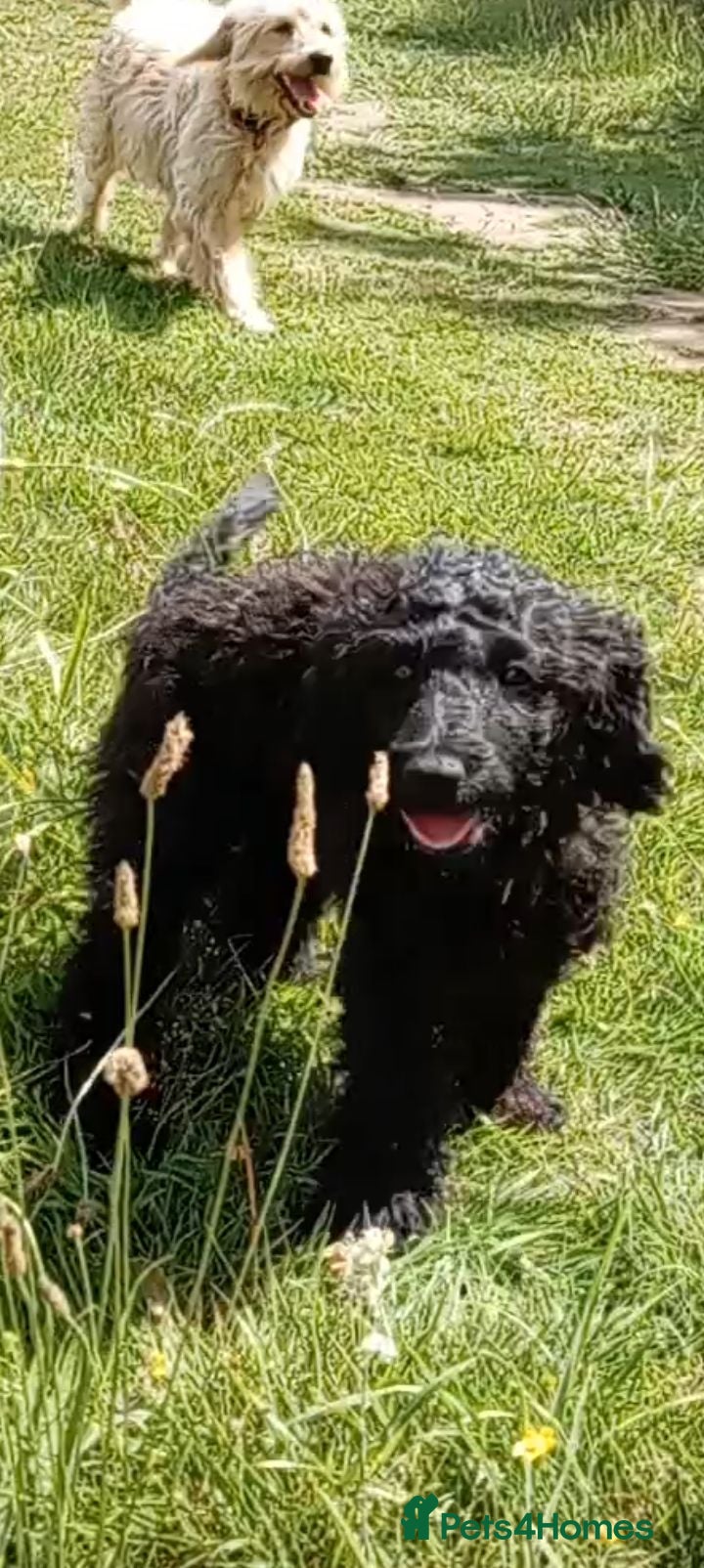 Mini Goldendoodle dogs Big REDUCTION Goldendoodles - Advert 2