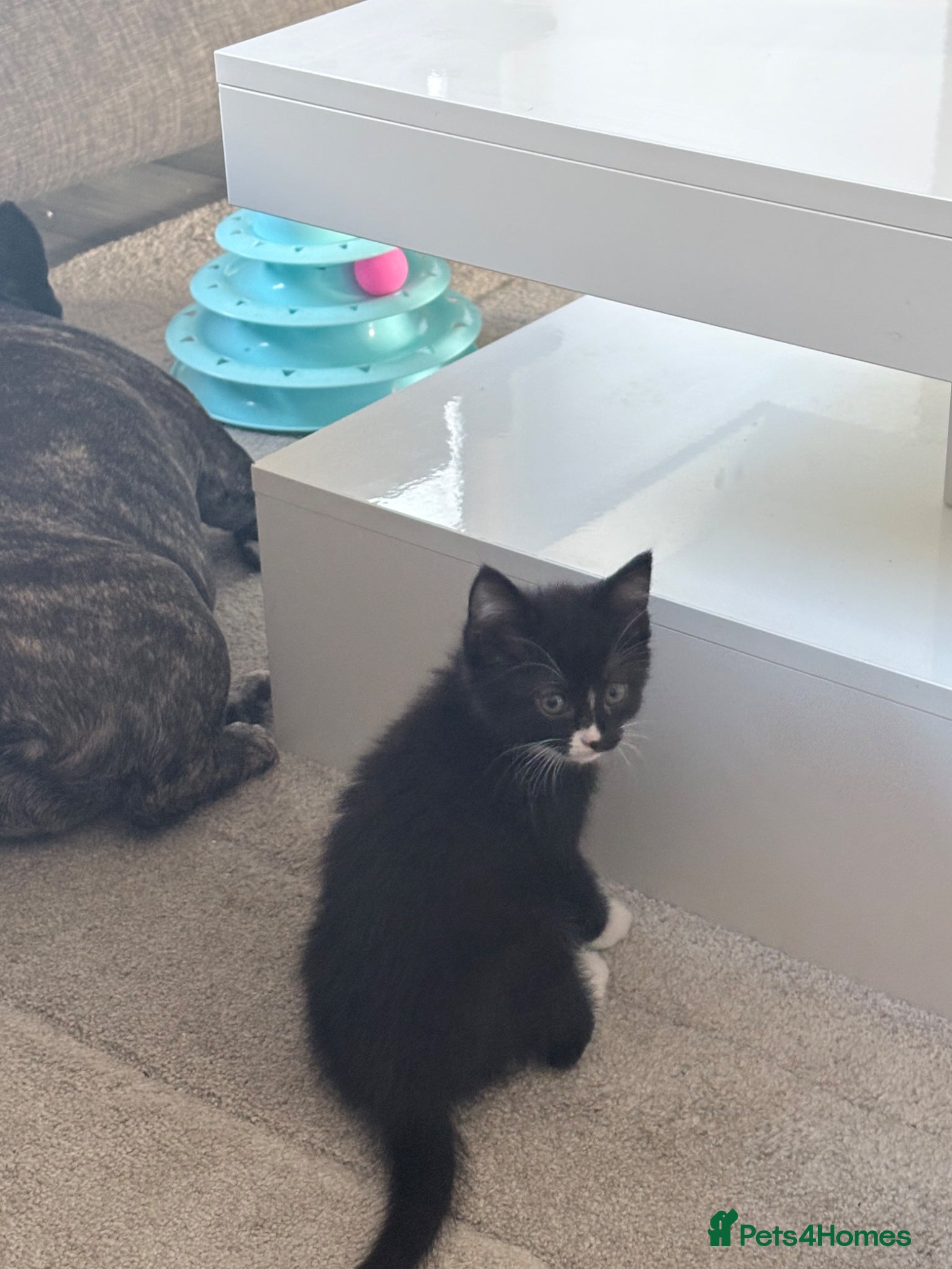 Mixed Breed cats for sale: 2 little boy kittens ready to be homed - Advert 2