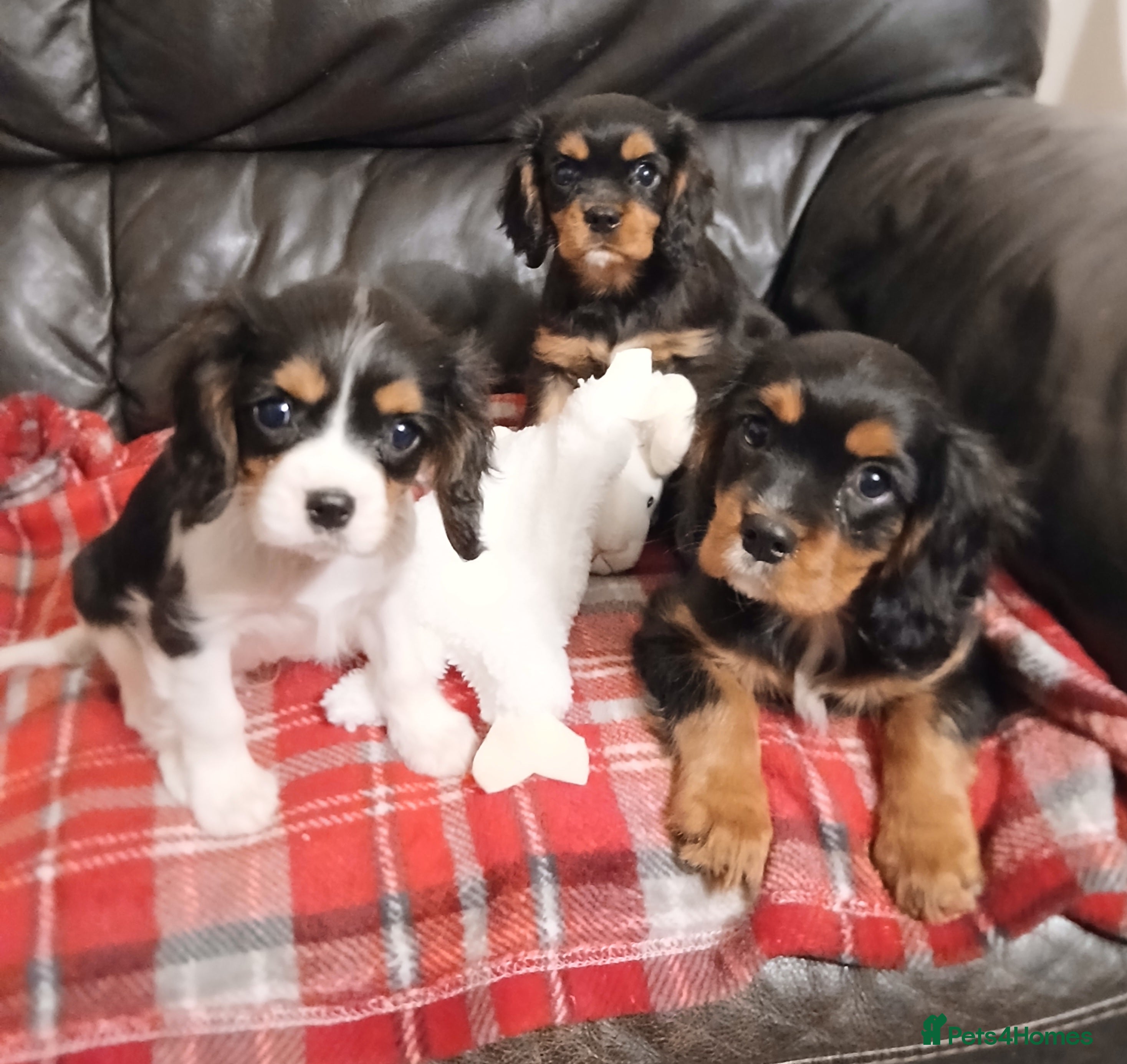 Cavalier King Charles Spaniel dogs Gorgeous puppies - Advert 13