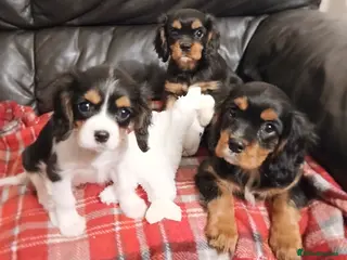 Cavalier King Charles Spaniel dogs Gorgeous puppies - Advert 13